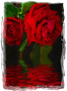 rose 5-framed -